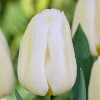 Tulipa Calgary - Cream Flamed Yellow Tulips - Pack of 6 Bulbs