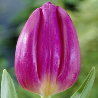 Tulipa Purple Flag - Plum Tulips - Pack of 6 Bulbs
