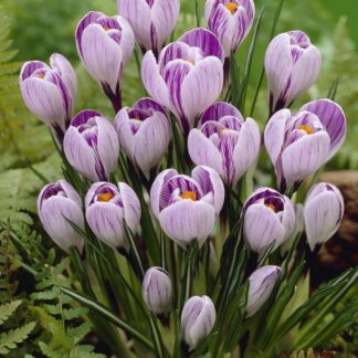 Crocus Vernus Stripped - Pack of 40 Bulbs