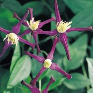 Clematis Aromatica - Highly Scented Summer Flowering Clematis