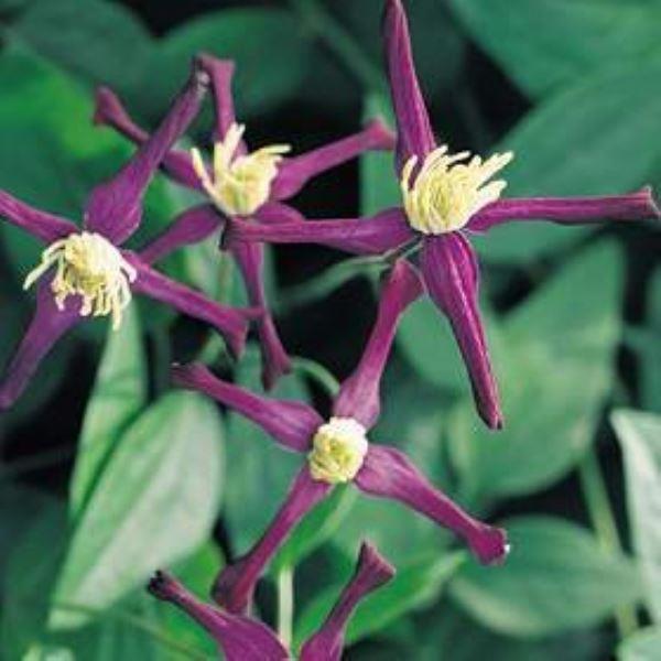 Clematis Aromatica - Highly Scented Summer Flowering Clematis