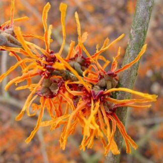 Hamamelis Jelena - Witch Hazel - Large Specimen