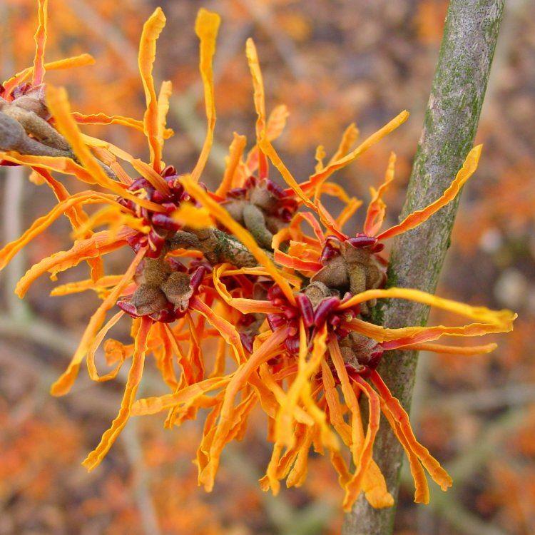 Hamamelis Jelena - Witch Hazel - Large Specimen