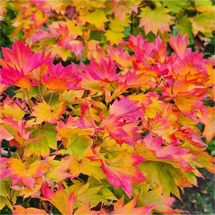 Acer Shirasawanum 'Moonrise' - Japanese Maple Circa 60cm Tall