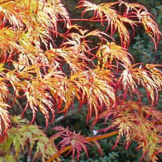 Acer Palmatum Orange Lace - Large Japanese Maple - Circa 130-170cm