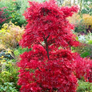 Acer Palmatum Shaina - Japanese Maple Large Circa 135-165cm