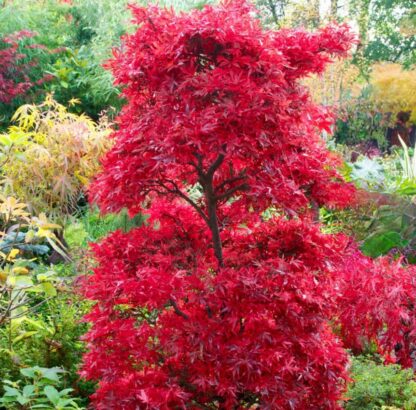 Acer Palmatum Shaina - Japanese Maple Large Circa 135-165cm