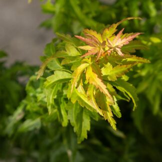 Acer Palmatum 'Kotohime' - Japanese Maple