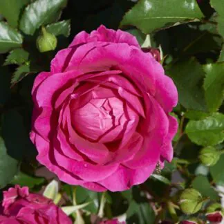 Rose 'Palace Ajnda'  - Patio Shrub Rose