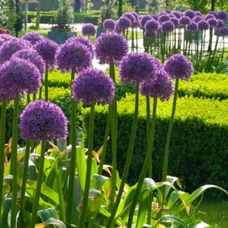 Allium Globemaster - Giant Globe Allium - 1 Giant Bulb