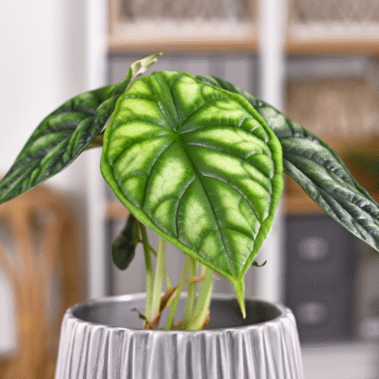 Alocasia 'Dragon Scale' - Elephant's Ear Plant
