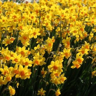 Narcissus 'Anfield' - Daffodil Bulbs - Pack of 10 Bulbs