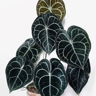 Anthurium Clarinervium