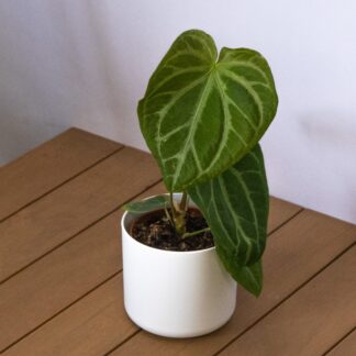Anthurium Silver Bush - Rare Houseplant