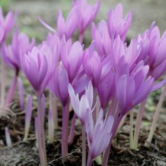 Colchicum 'The Giant' - Autumn Crocus
