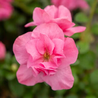 Azalea Japonica Lucy - Dwarf Japanese Rhododendron - Evergreen