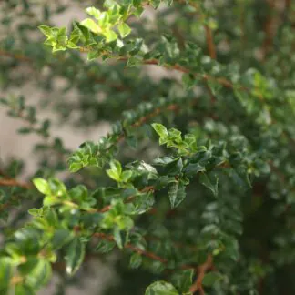 Azara Microphylla - Box Leaf Azara- Large 120-140cm Specimen