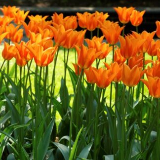 Tulip Ballerina - Pack of 6