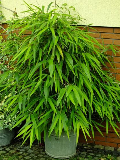 Pseudosasa Japonica - Arrow Bamboo  - 90-120cm Tall Plants