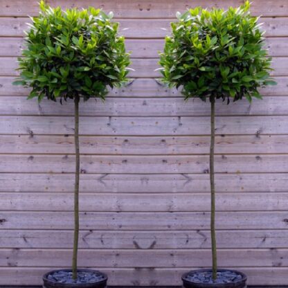 A Pair of Large Standard Bay Trees (Laurus Nobilis) Circa 150cm Tall