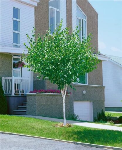 Betula Pendula Magical Globe - Birch Tree