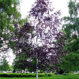 Betula Pendula Purpurea - Purple Leaf Birch Tree - 180-220cm Tall