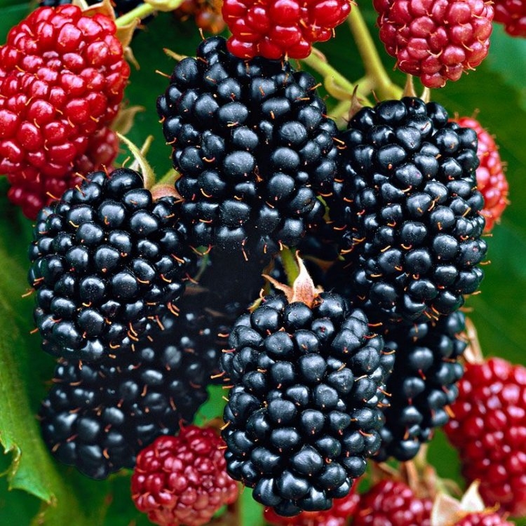 Blackberry - Rubus Fruticosus Black Satin Thornfree - Thornless Blackberry