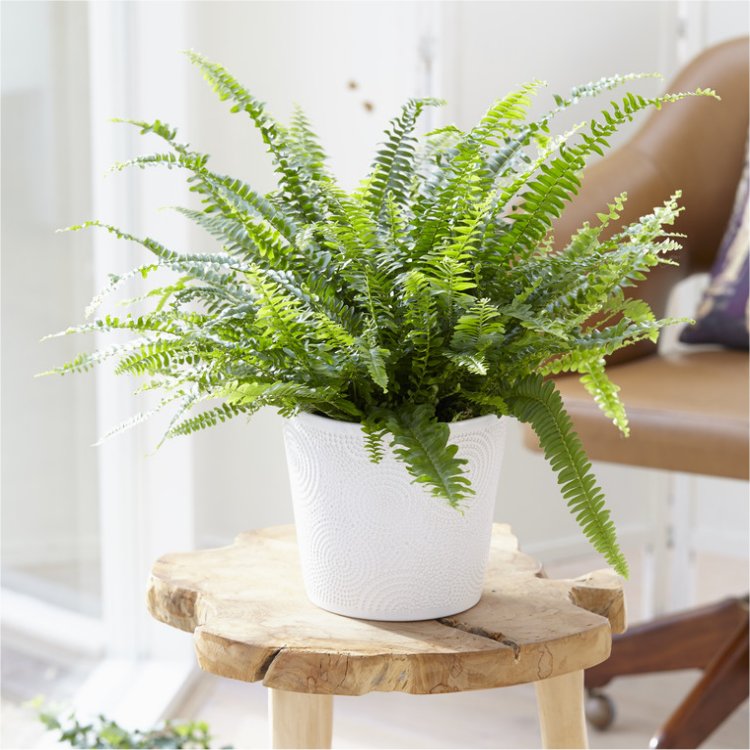 Nephrolepis Boston Fern - Large Plant With Contemporary White Pot
