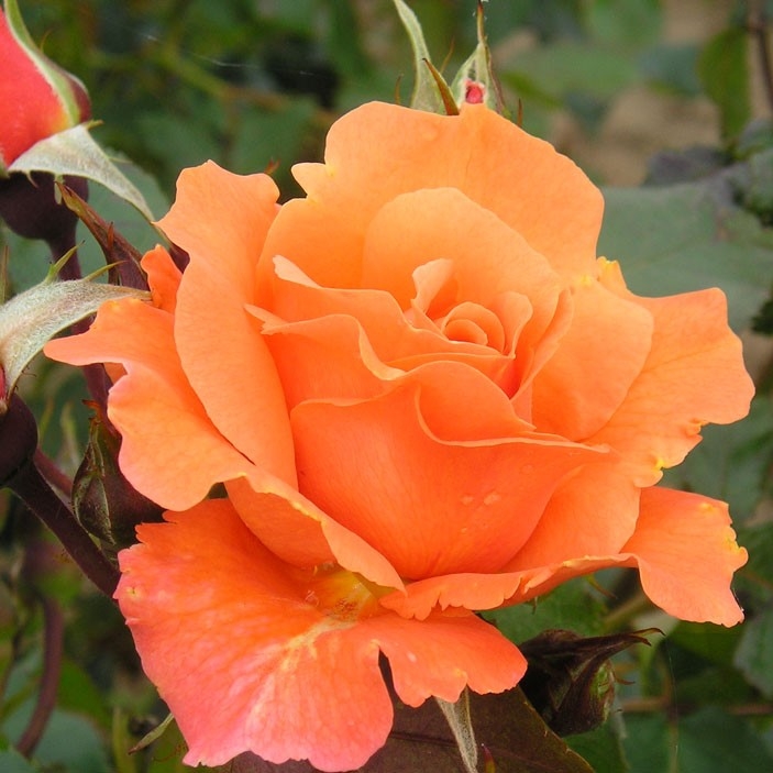Rose 'Bright Future' - Climbing Rose