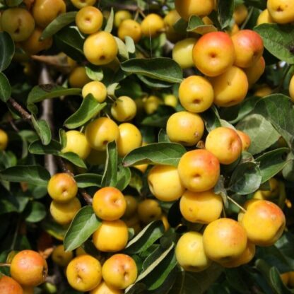 Malus Butterball - Crabapple Tree