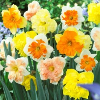 Daffodil Butterfly Mix - Pack of 15 Bulbs