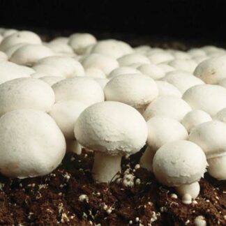 Button Mushroom Grow Kit - Produce Your Own Tasty Crops At Home