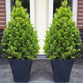 Pair of Premium Quality Topiary Buxus Pyramids With Stylish Contemporary Flared Slate Black Planters