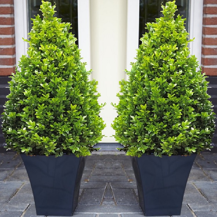Pair of Premium Quality Topiary Buxus Pyramids With Stylish Contemporary Flared Slate Black Planters