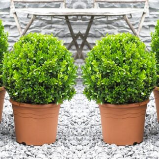 Pair of Mini Topiary Buxus Balls - Stylish Contemporary Box Ball Plants