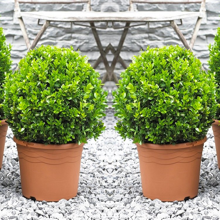 Pair of Mini Topiary Buxus Balls - Stylish Contemporary Box Ball Plants