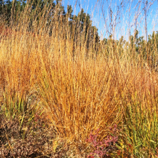Molinia Caerulea 'Heidebraut'