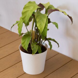 Calathea Fusion Yellow - Rare Houseplant