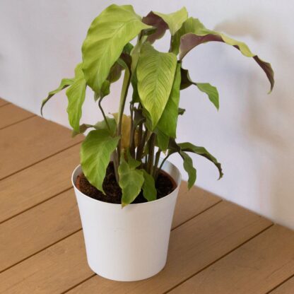 Calathea Fusion Yellow - Rare Houseplant