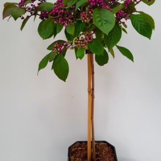 Callicarpa Bodinieri Profusion - Patio Standard Tree