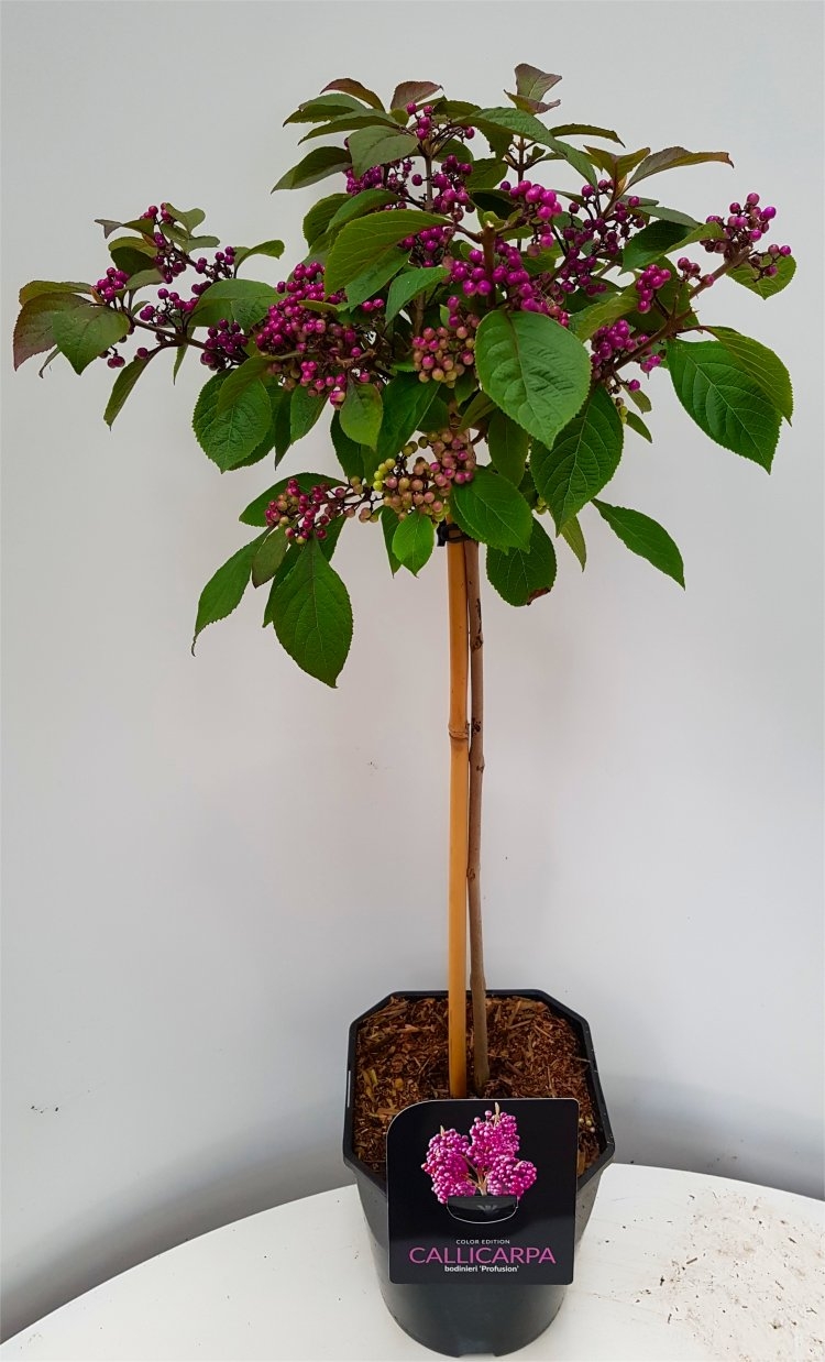 Callicarpa Bodinieri Profusion - Patio Standard Tree
