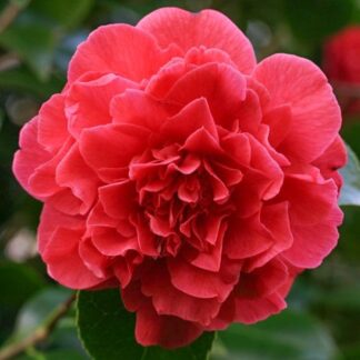 Camellia Kramer's Supremme