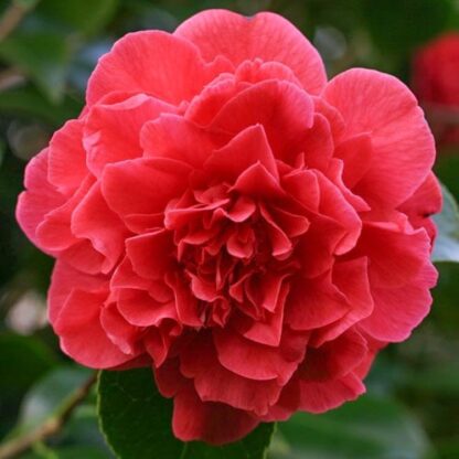 Camellia Kramer's Supremme