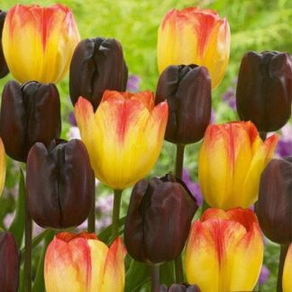 Tulip Lazy Night - Pack of 25 Bulbs