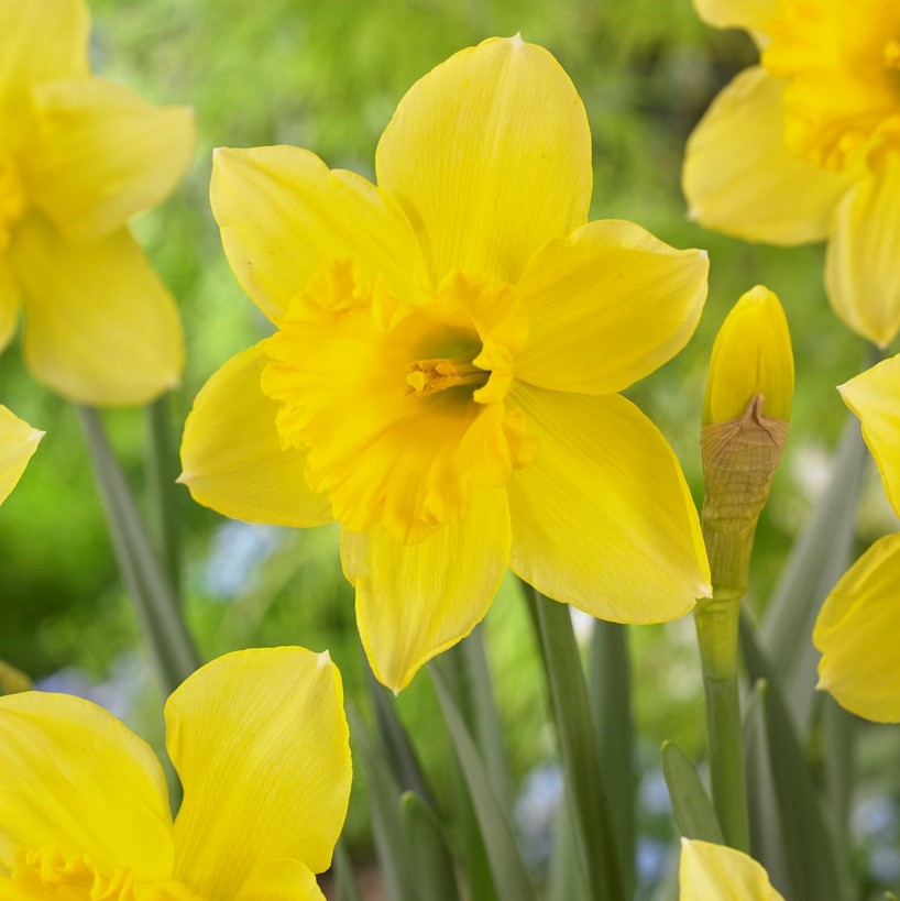 Narcissus Carlton - Large Golden Yellow Daffodils - Pack of 15 Bulbs