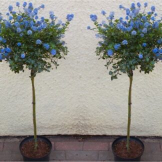Pair of Evergreen California Lilac Trees - Patio Standard Ceanothus Repens