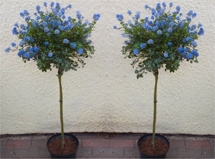 Pair of Evergreen California Lilac Trees - Patio Standard Ceanothus Repens