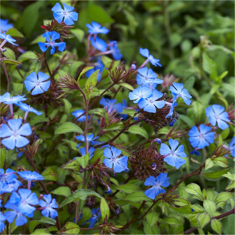 Hardy Cobalt - Blue Plumbago Plants - Ceratostigma Plumbaginoides