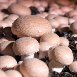 Chestnut Mushroom Grow Kit - Produce Your Own Tasty Crops At Home
