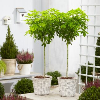 Pair of Golden Mexican Orange Blossom Choisya Trees - Perfect For Patios